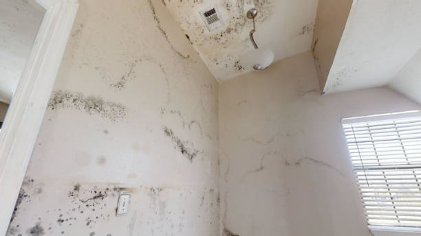 Best Commercial Mold Inspection  in Marion, PA