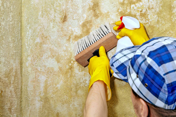 Best Industrial Mold Remediation  in Marion, PA