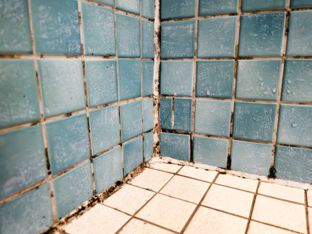 Best Crawl Space Mold Remediation  in Marion, PA