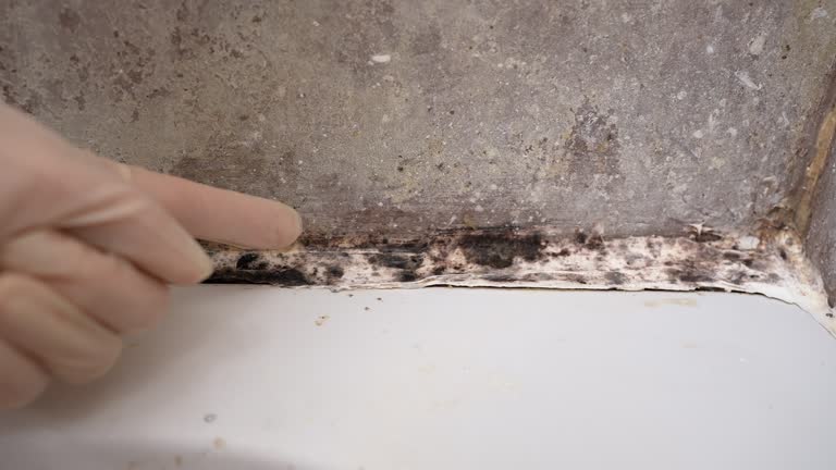  Marion, PA Mold Removal Pros